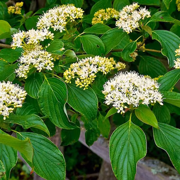 Cornus alternifolia (Cornus a cespuglio, varietà a crescita bassa) | 60-80 cm, in vaso