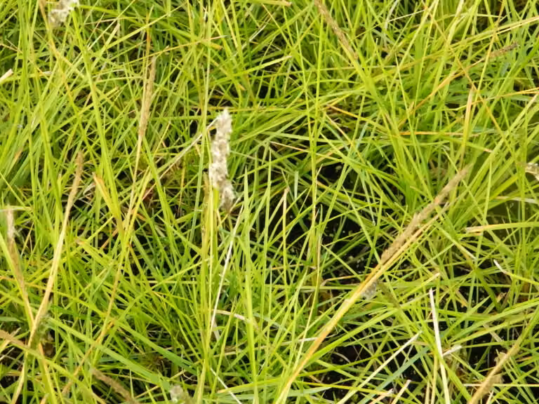 6 x Sesleria autumnalis - Erba blu in vaso 9x9 cm