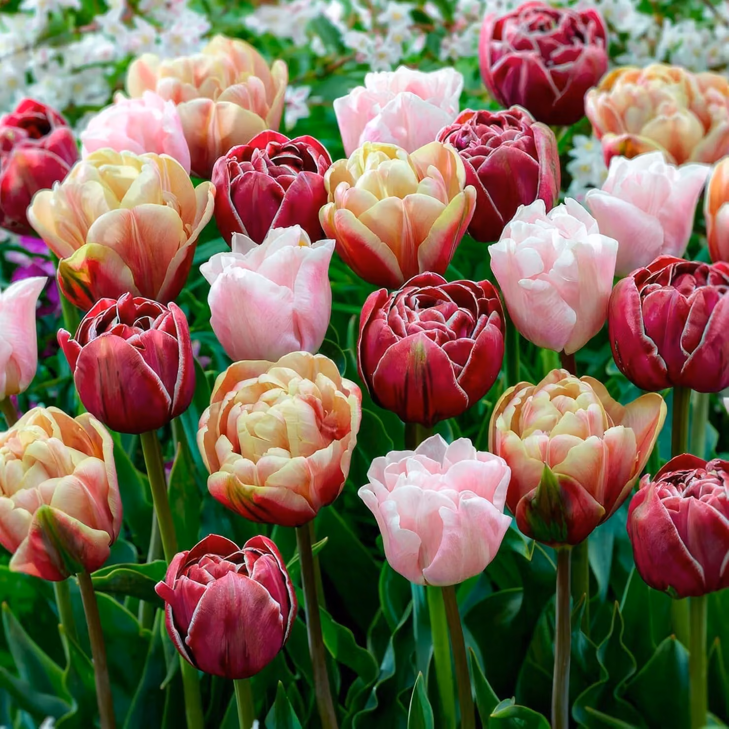 Bulbi di tulipano resistenti al freddo, perenni, con fiori doppi - 25 bulbi - Piante vere provenienti dall'Olanda - Tulipani per giardino, vasi e balconi (bulbi grandi, senza semi, non artificiali)