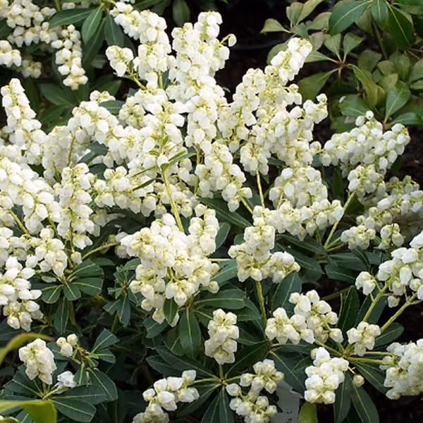 Pieris japonica 'Debutante', noto anche come "Schattenglöckchendu" (nome comune in tedesco) - in vaso, altezza 30-40 cm