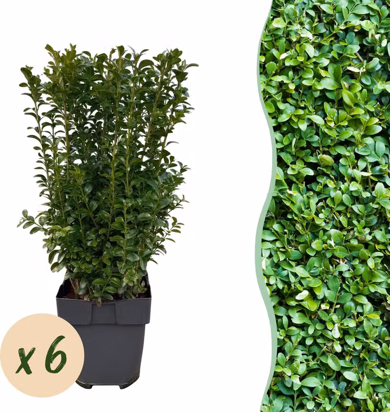 Piante da siepe - Buxus sempervirens - verde foglia - 6 piante - 1 metro lineare - sempreverde - 35-45cm - Ø18cm - Pianta da giardino