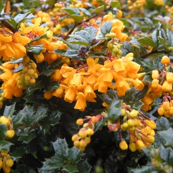 2 piante di Berberide (Berberis darwinii) | Altezza: 25-30 cm, fornite in vaso