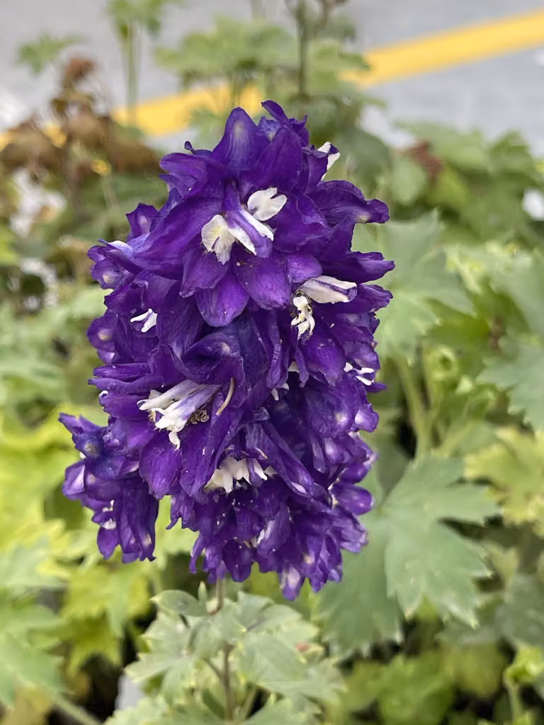 6 x Delphinium (p) 'King Arthur' - Delphinium in vaso 9 x 9 cm