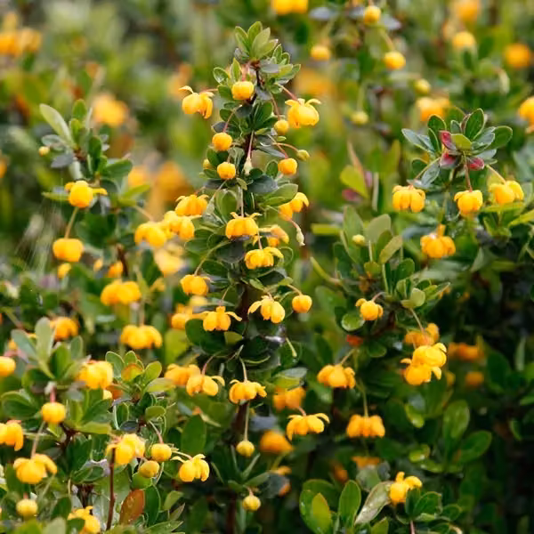 2 piante di Berberide - Berberis buxifolia 'Nana' | Altezza: 20-25 cm, in vaso