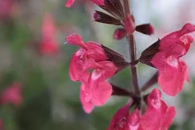 6 x Salvia 'Wendy's Wish' - Muschio stellare - vaso 9 x 9 cm
