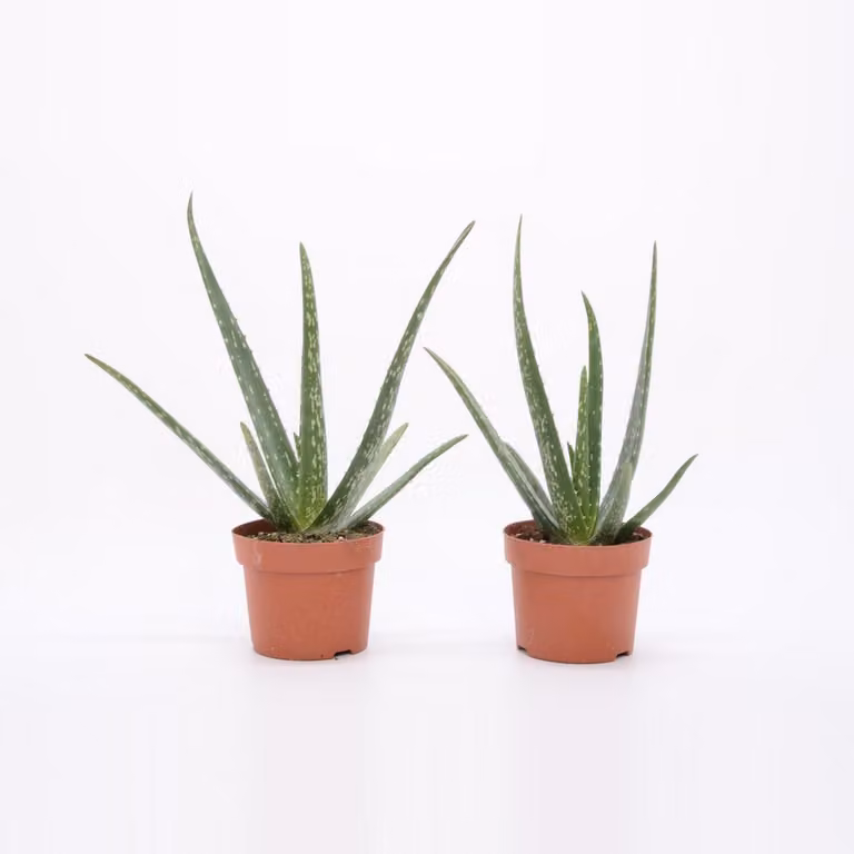 Pianta di aloe vera 25 cm - vera aloe vera - pianta da appartamento