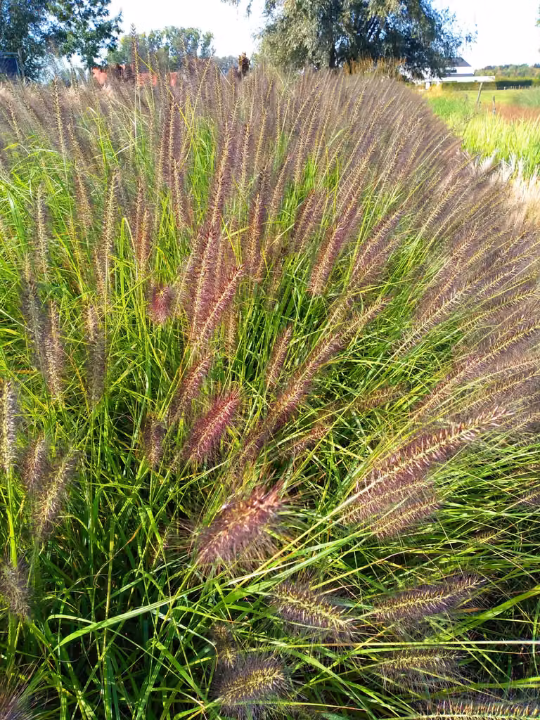 6 x Pennisetum alop. 'Black Beauty' - Erba da pozzo - topf 9 x 9 cm