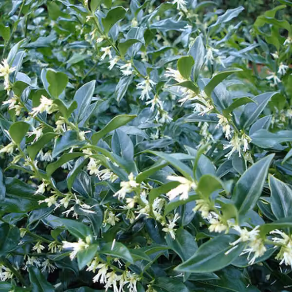 2 piante di Sarcococca confusa (Schleimbeere), alte 20-25 cm, in vaso