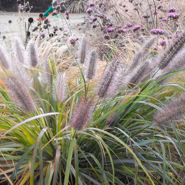 6 piante di *Pennisetum alopecuroides* 'Moudry', varietà a crescita bassa, in vaso da 9x9 cm