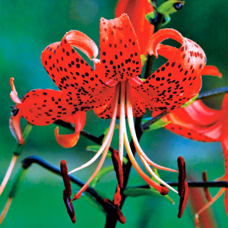 Gigli Bulbi da fiore Fiori Giglio tigrato Rosso Tigrato 1 pz.