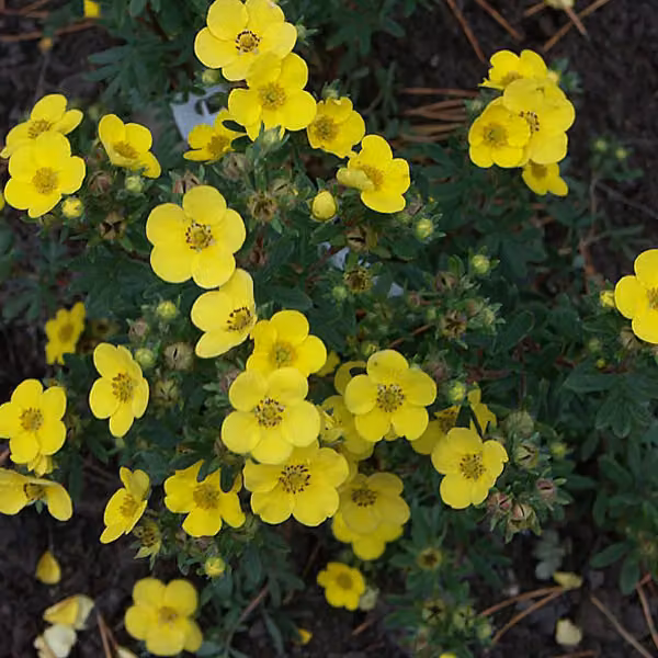 2 piante di potentilla fruticosa 'Sommerflor' (piante nane) | 25-30 cm, in vaso