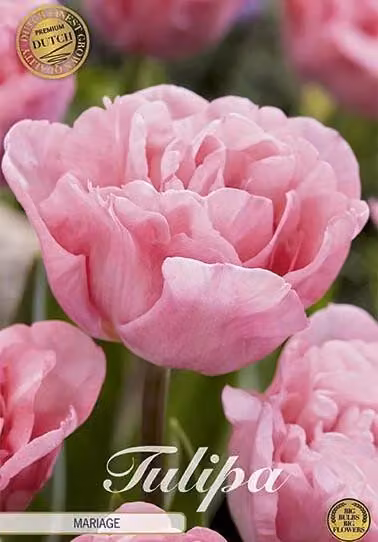 Tulipani Mariage (7 pezzi) | Bulbi di tulipano di Sam van Schooten