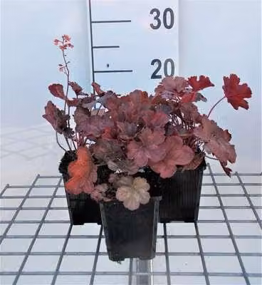 6 x Heuchera hybr. 'Cherry Cola'® - campanula viola - vaso 9 x 9 cm