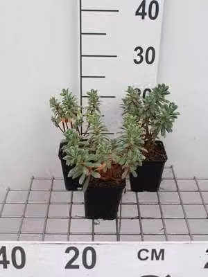 6 x Euphorbia char. 'Portugese Velvet' - Euforbia - vaso 9 x 9 cm