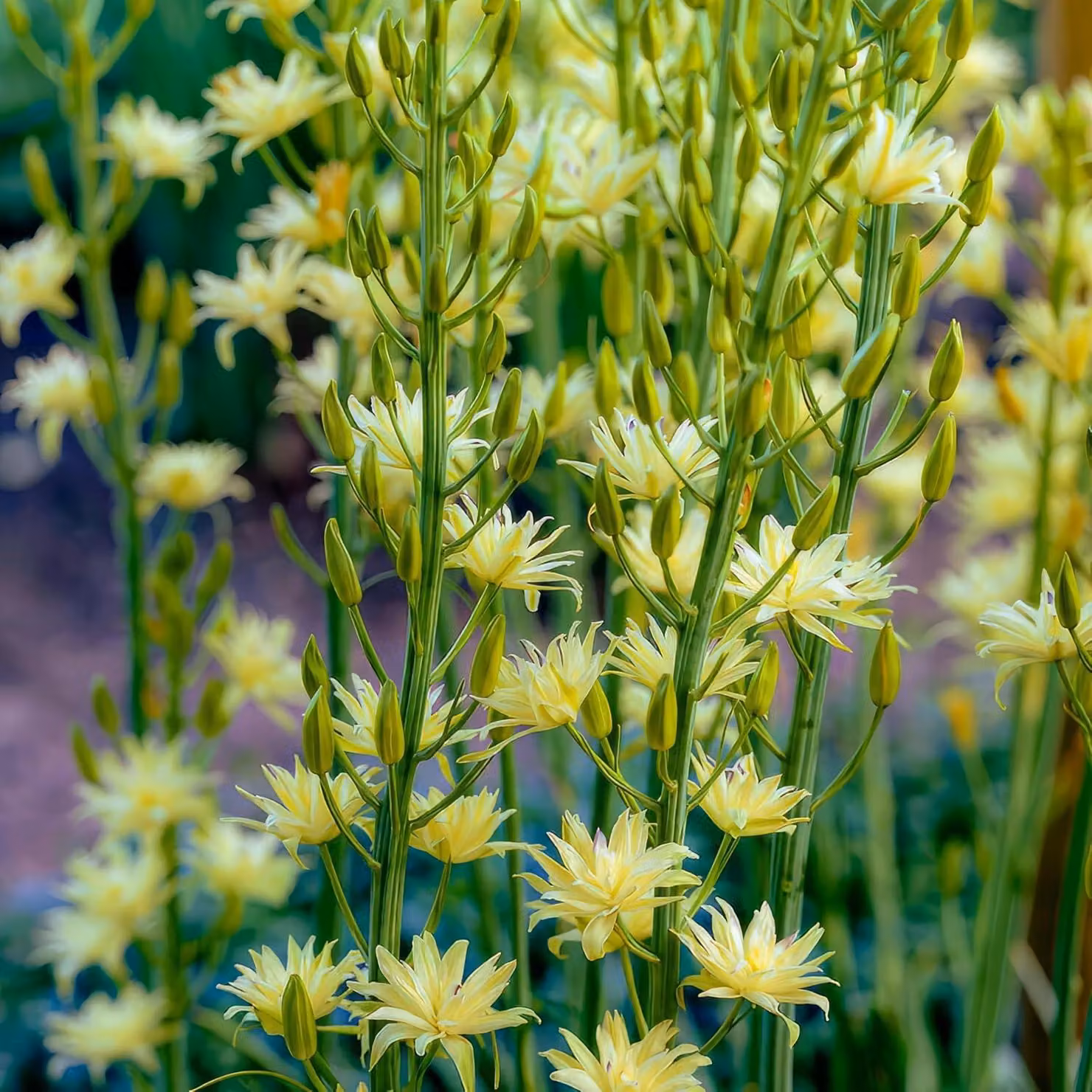 Camassia, giglio di prato - Bulbi da fiore, perenni, resistenti al freddo - 50 bulbi - 5 varietà - Piante vere provenienti dall'Olanda - Adatte per giardino, vasi e balcone (non semi, non piante artificiali)