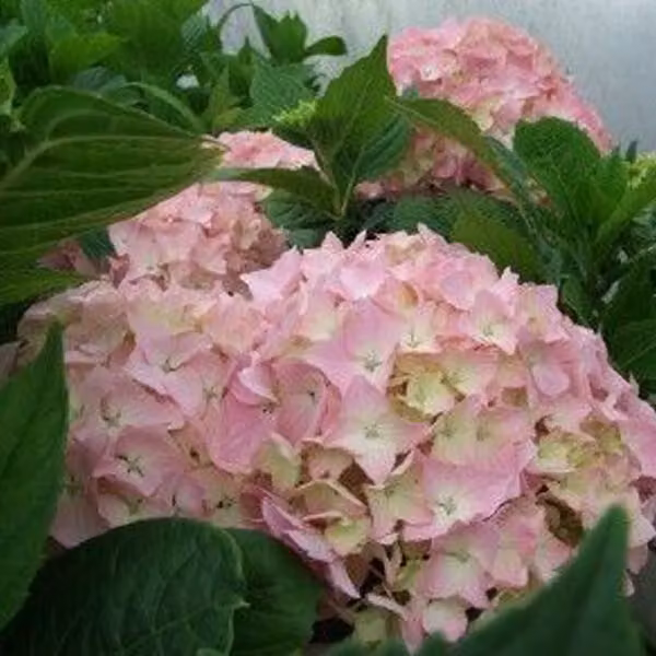 2 ortensie - *Hydrangea macrophylla* 'King George Vii' | 25-30 cm in vaso