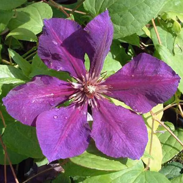 2 piante di Clematis 'Gipsy Queen' | Altezza: 50-60 cm, fornite in vaso