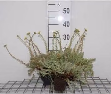 6 x Sedum reflexum - Foglia grassa - vaso 9 x 9 cm