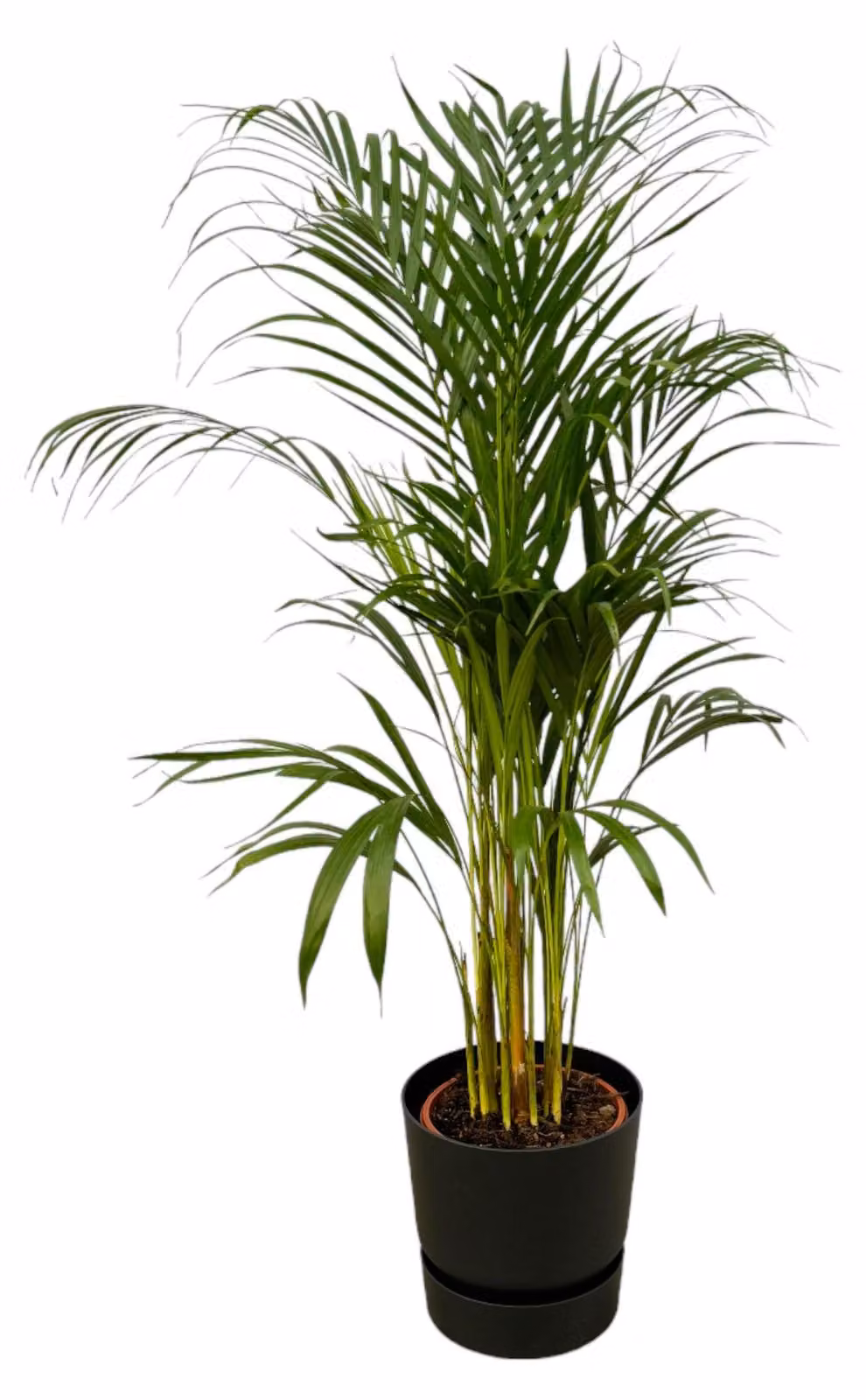 Palma d'Areca inclusa elho Greenville Rotondo nero - 100-110cm - Ø21cm - Pianta d'appartamento - Set completo - Pianta con vaso