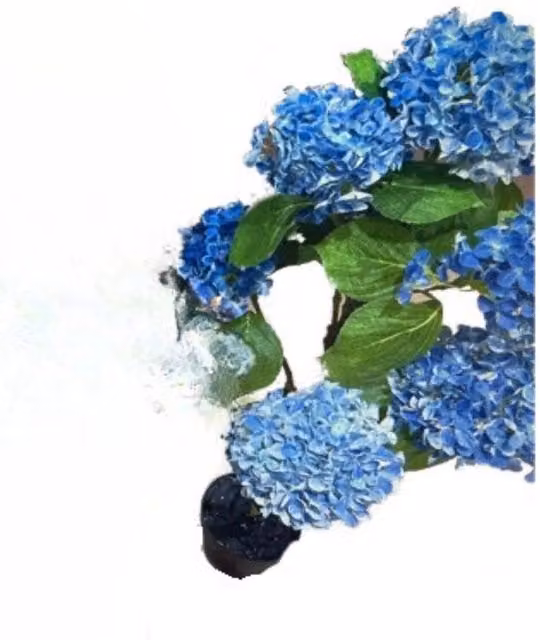 Pianta ornamentale Ortensia colore blu 150H con vaso