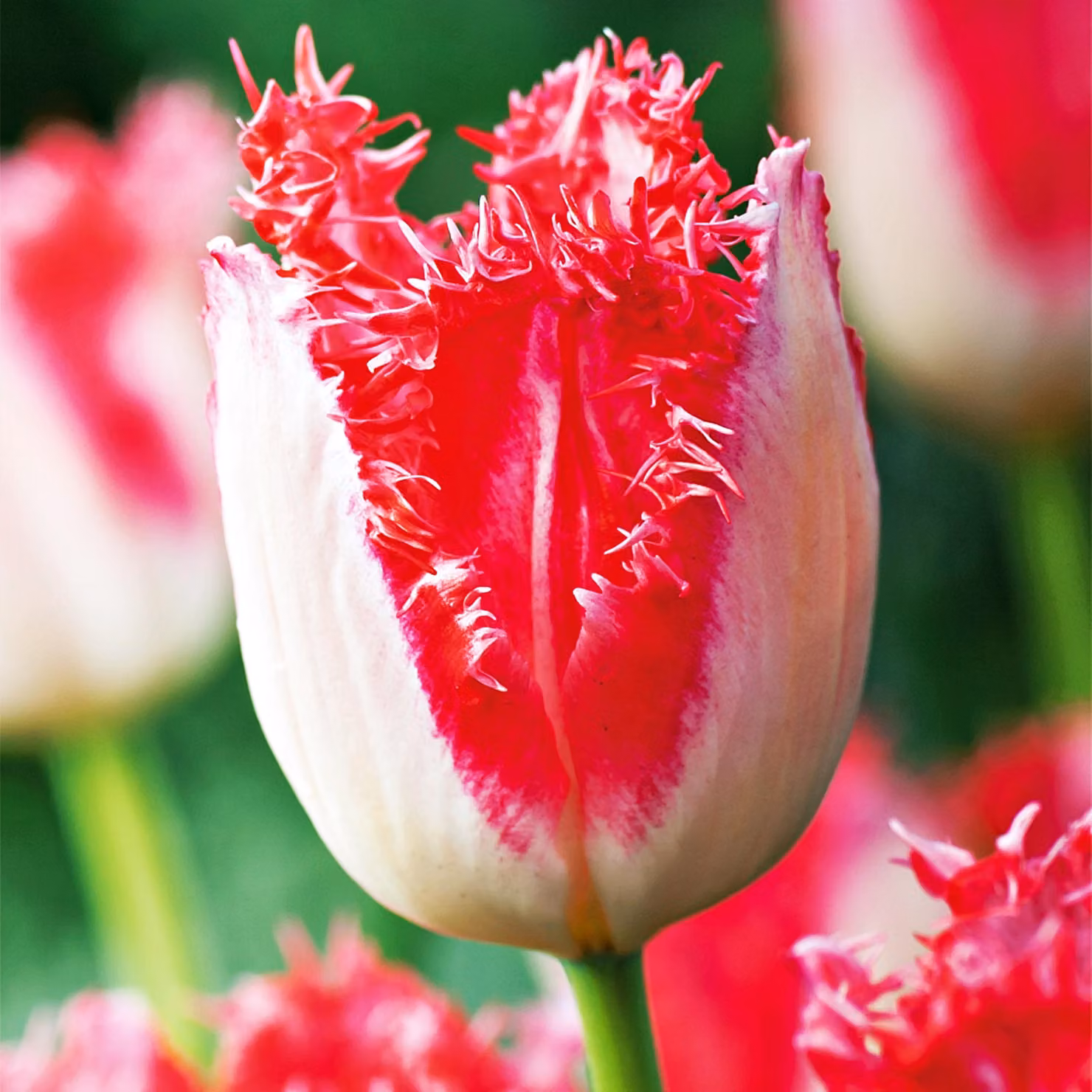 Tulipani Bulbi Fiori Tulipano frangiato Sweet Simone 5 pz.