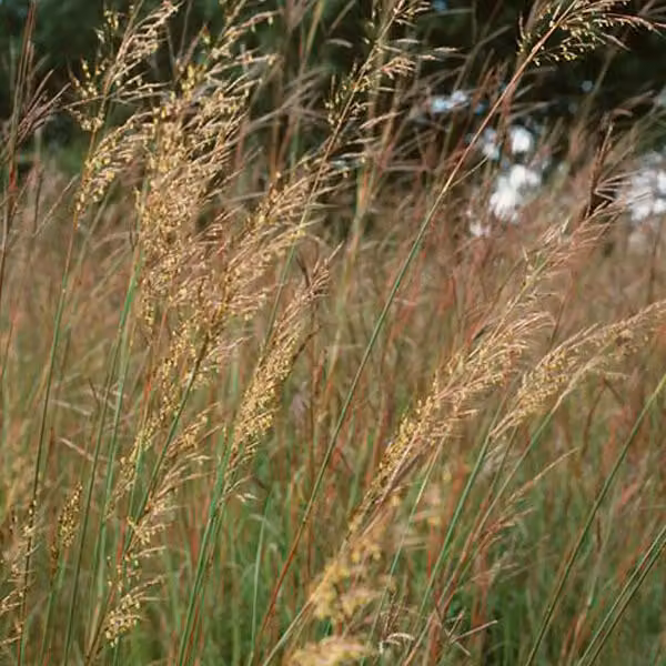 6 piante di "Indianergras" (Sorghastrum nutans) | Vaso da 9x9 cm