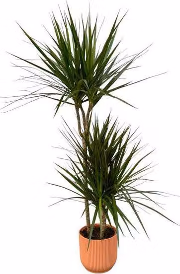 Dracaena Marginata - Albero del drago - Pianta da appartamento, ca. 120cm
