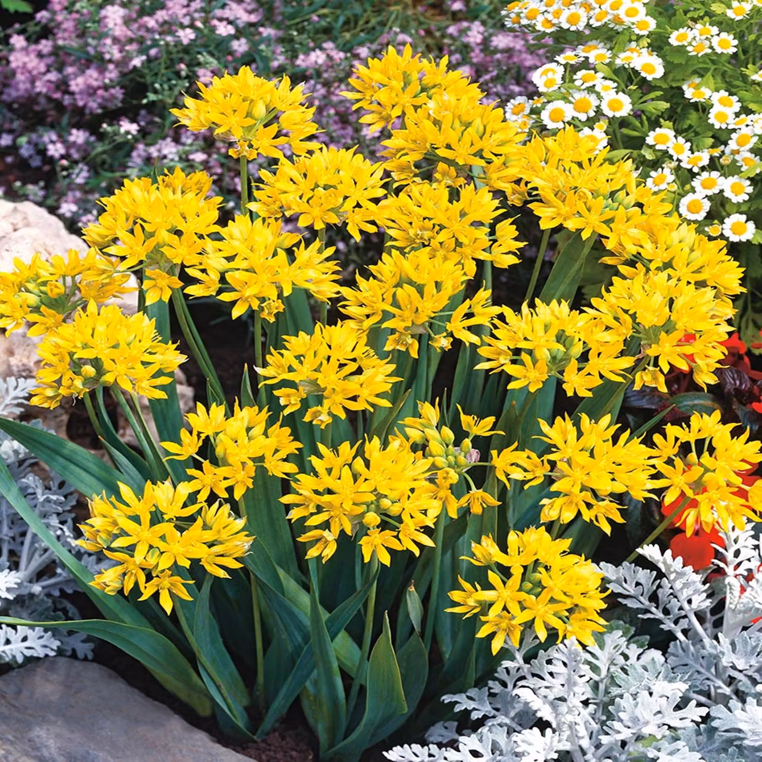 Bulbi da fiore Bulbi Porro ornamentale Allium Moly 10 pz.