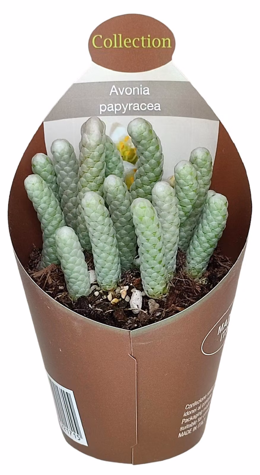 Avonia papyracea - Avonia di carta - Rarità - 6,5cm Topf - 15cm hoch