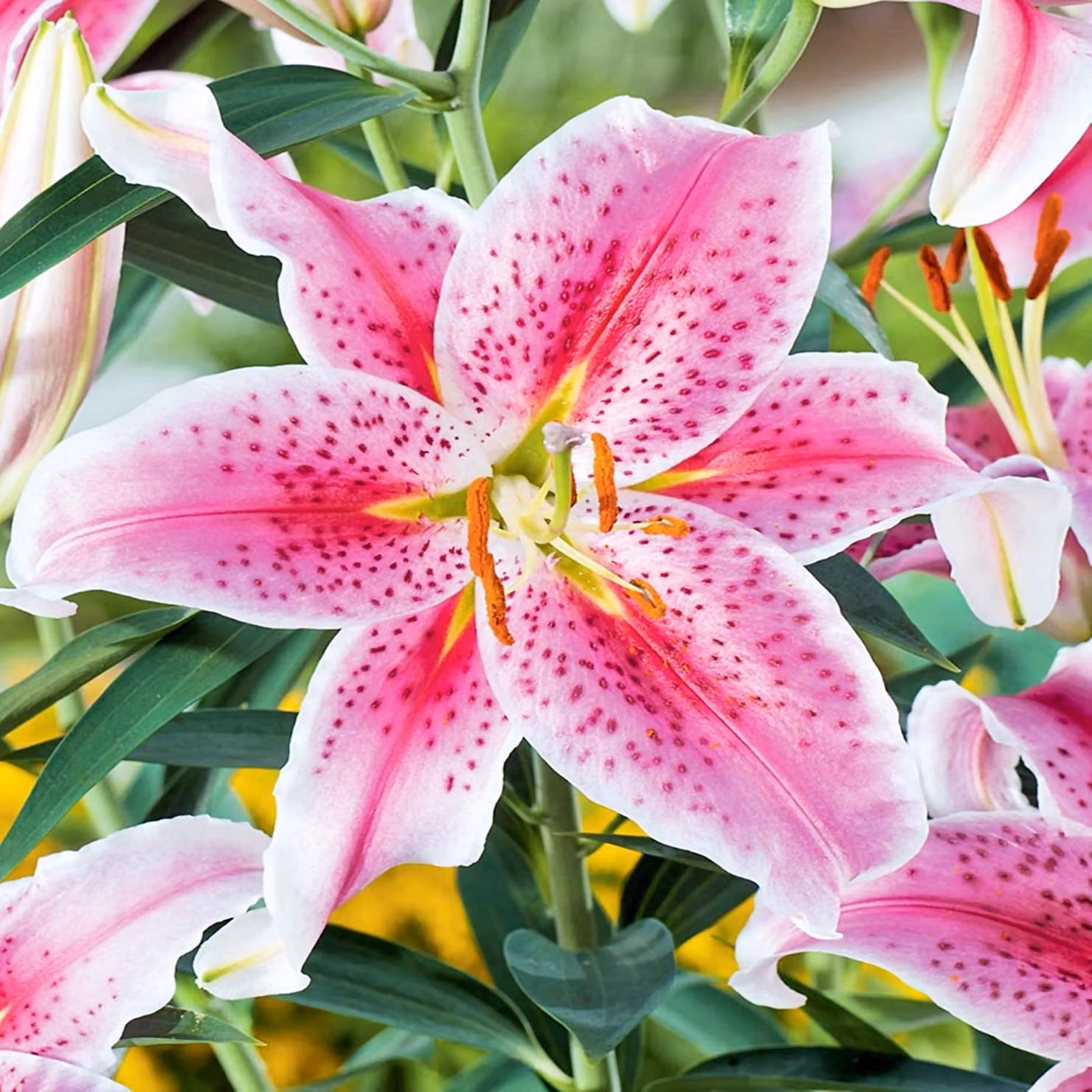 Gigli Bulbi da fiore Fiori Giglio orientale Stargazer 1 pz.