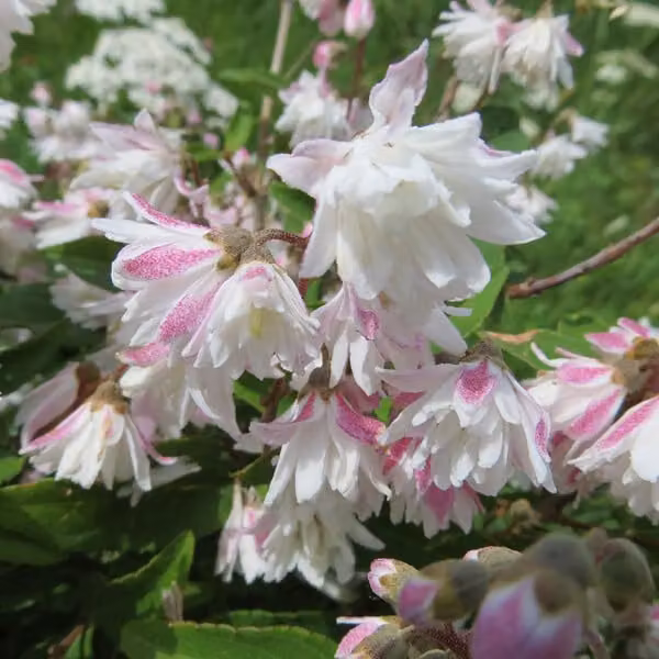 2 piante di Deutzia scabra 'Codsall Pink' | Altezza: 40-60 cm, coltivate in vaso