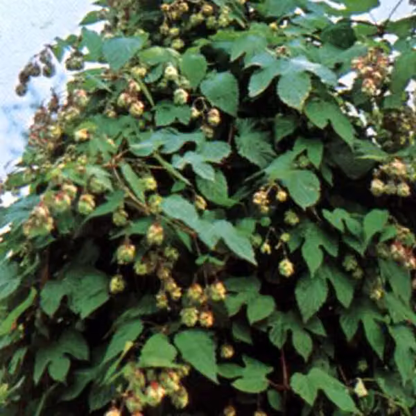 6 piante di luppolo selvatico (Humulus lupulus) | Vaso da 9x9 cm