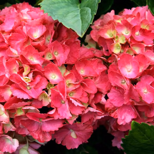 2 ortensie - *Hydrangea macrophylla* 'Hamburg' | 25-30 cm in vaso