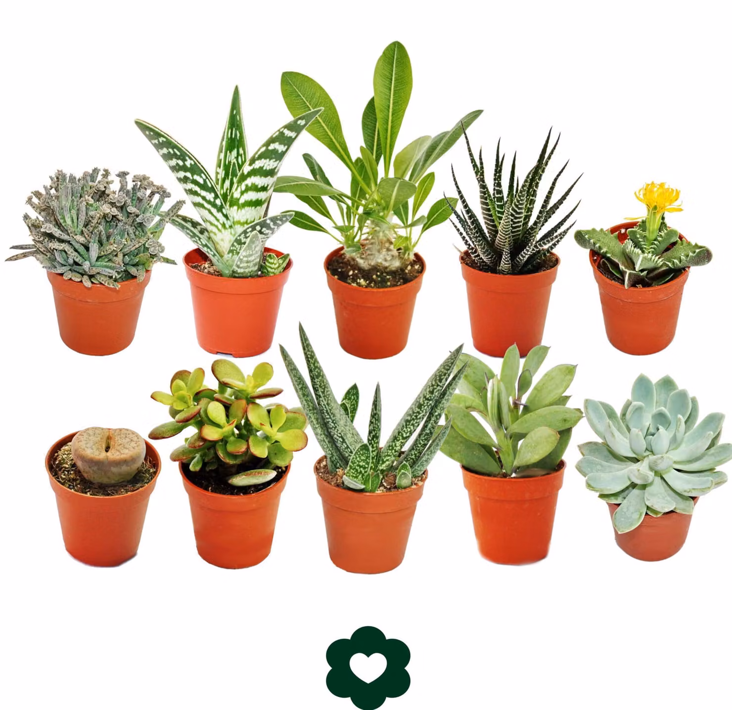 10 diverse piante grasse in vaso da 5,5 cm in un set