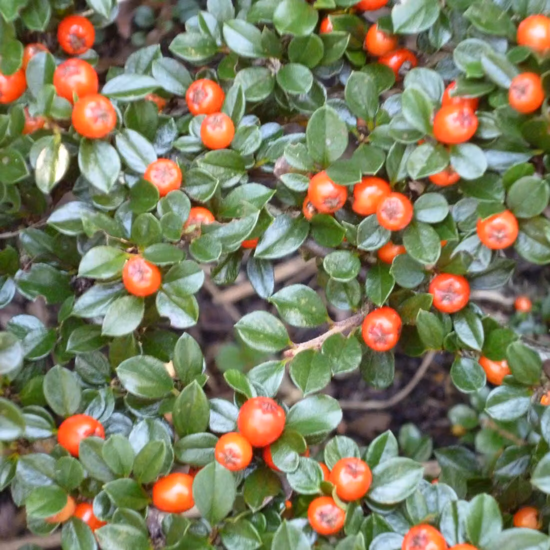2 piante di Cotoneaster radicans 'Eichholz' (piante tappezzanti) | 15-20 cm in vaso