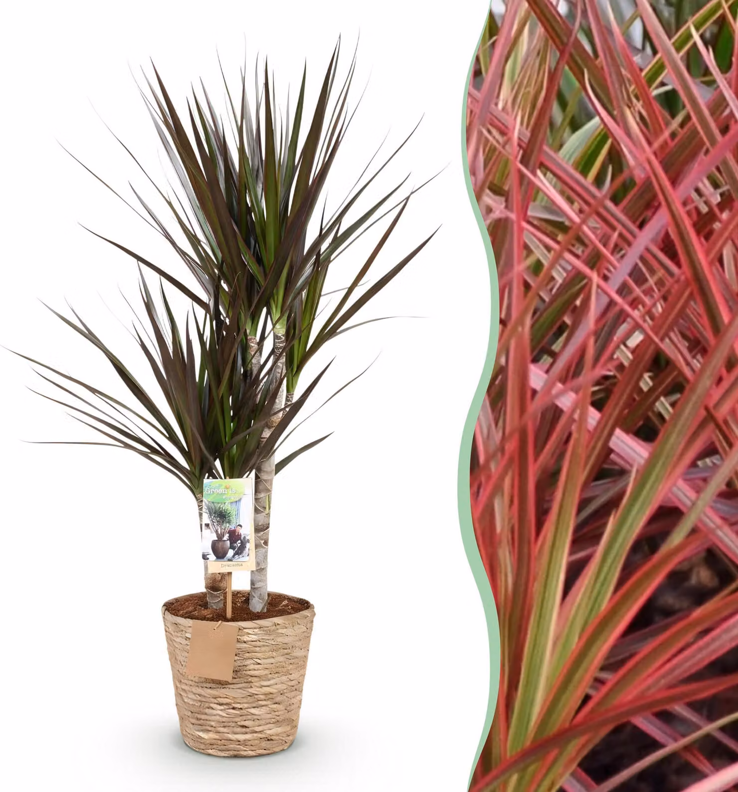 Dracaena Magenta - Albero del drago - Bassa manutenzione - con cesto - Verde - 70-80cm - Ø17cm - Pianta d'appartamento - Sempreverde