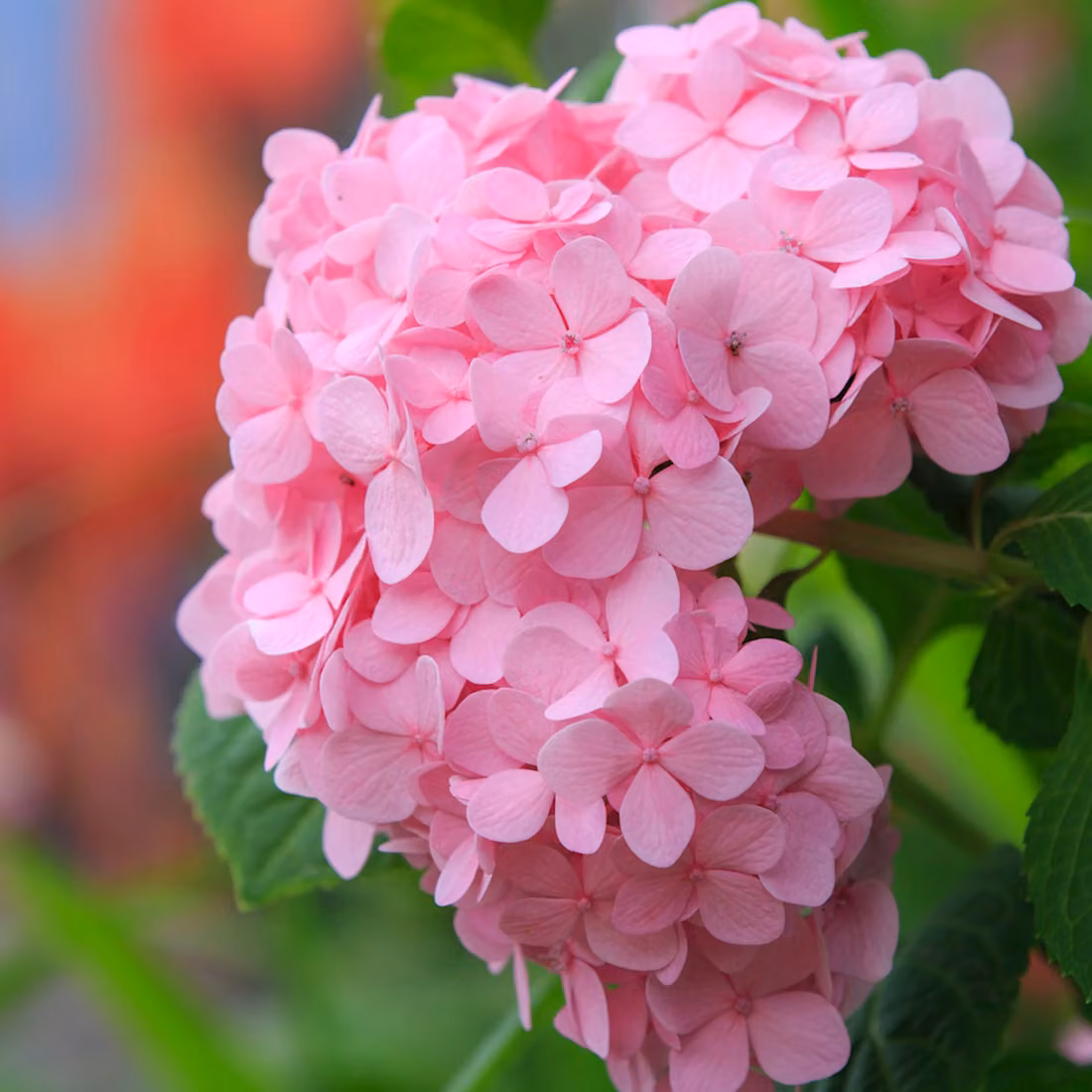 2 ortensie - *Hydrangea macrophylla* 'Bouquet Rose' | Altezza: 25-30 cm, in vaso