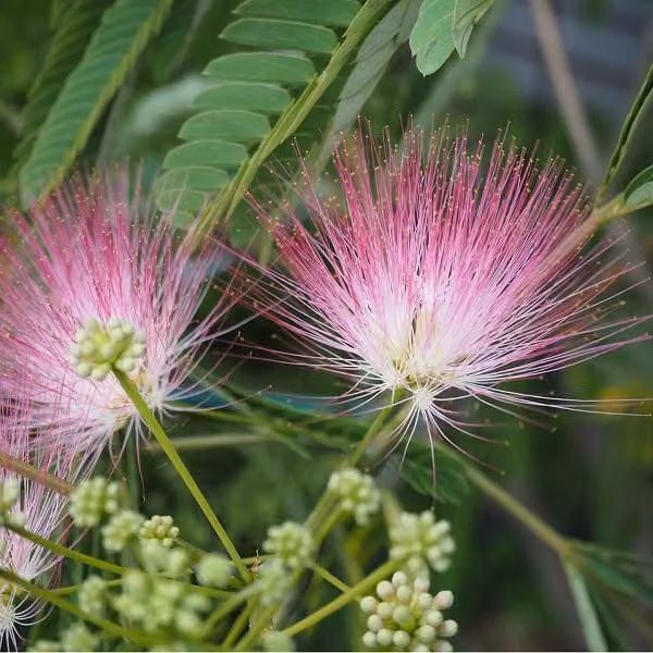 Albizia julibrissin 'Ombrella' | 40-50 cm in vaso