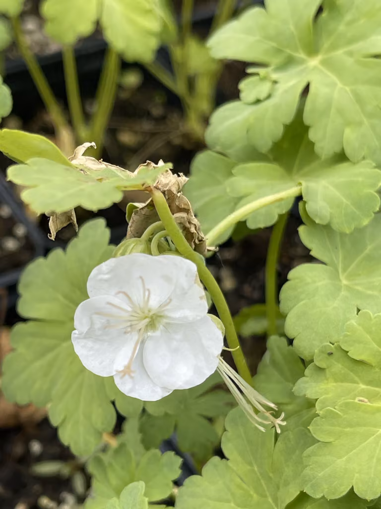 6 x Geranium macr. 'White Ness' - Cranesbill - vaso 9 x 9 cm