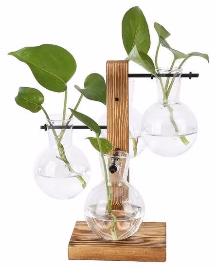 Terrario decorativo in vetro con base in legno, ideale per la casa e l'ufficio