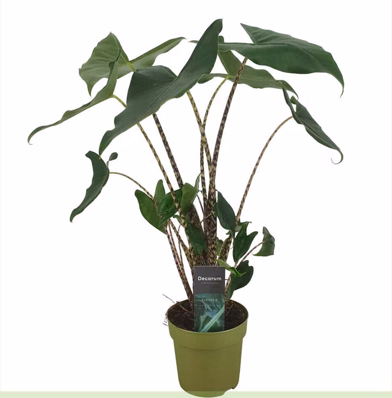 Alocasia zebrina Siberian Tiger circa 80 cm Orecchio di elefante Pianta verde Pianta da appartamento