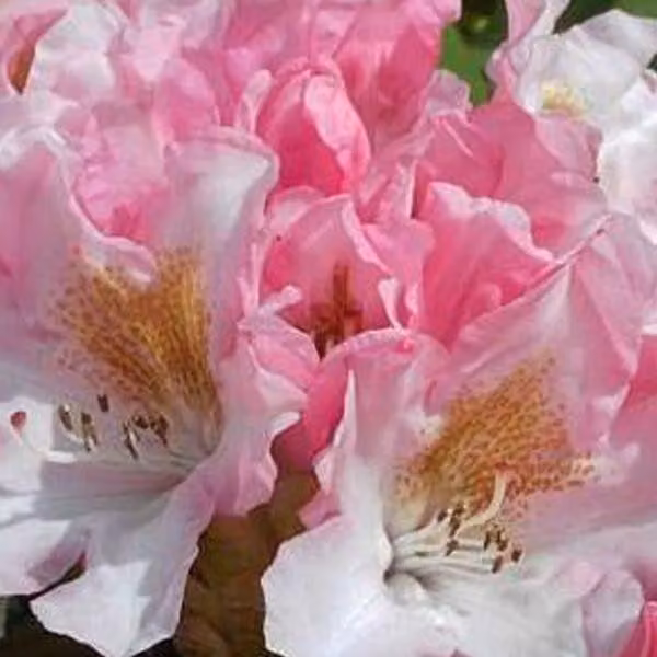 Rhododendron 'Bashful' | 60-80 cm, in vaso