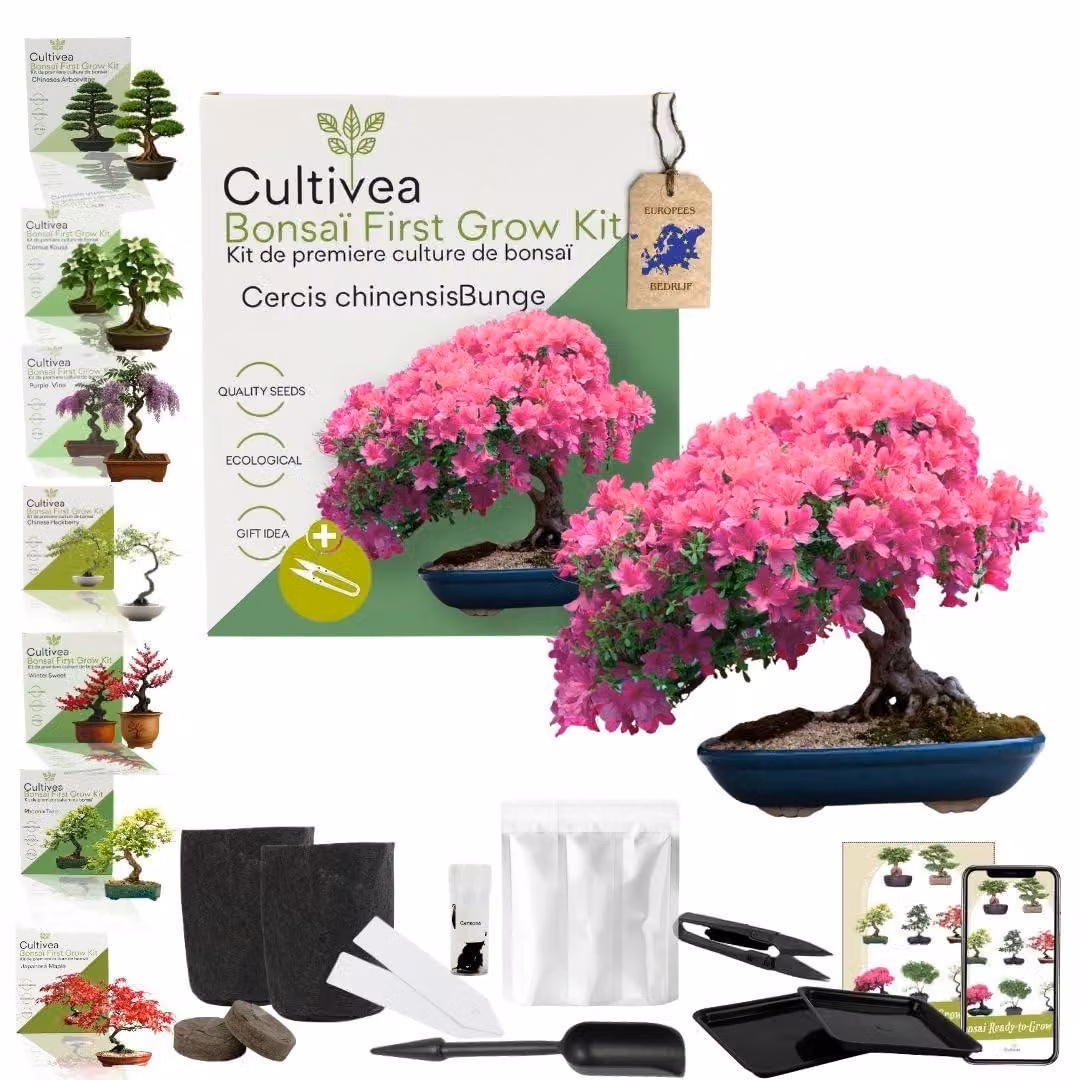 Kit completo per la coltivazione del bonsai di Carmona, ideale per principianti, con semi e accessori