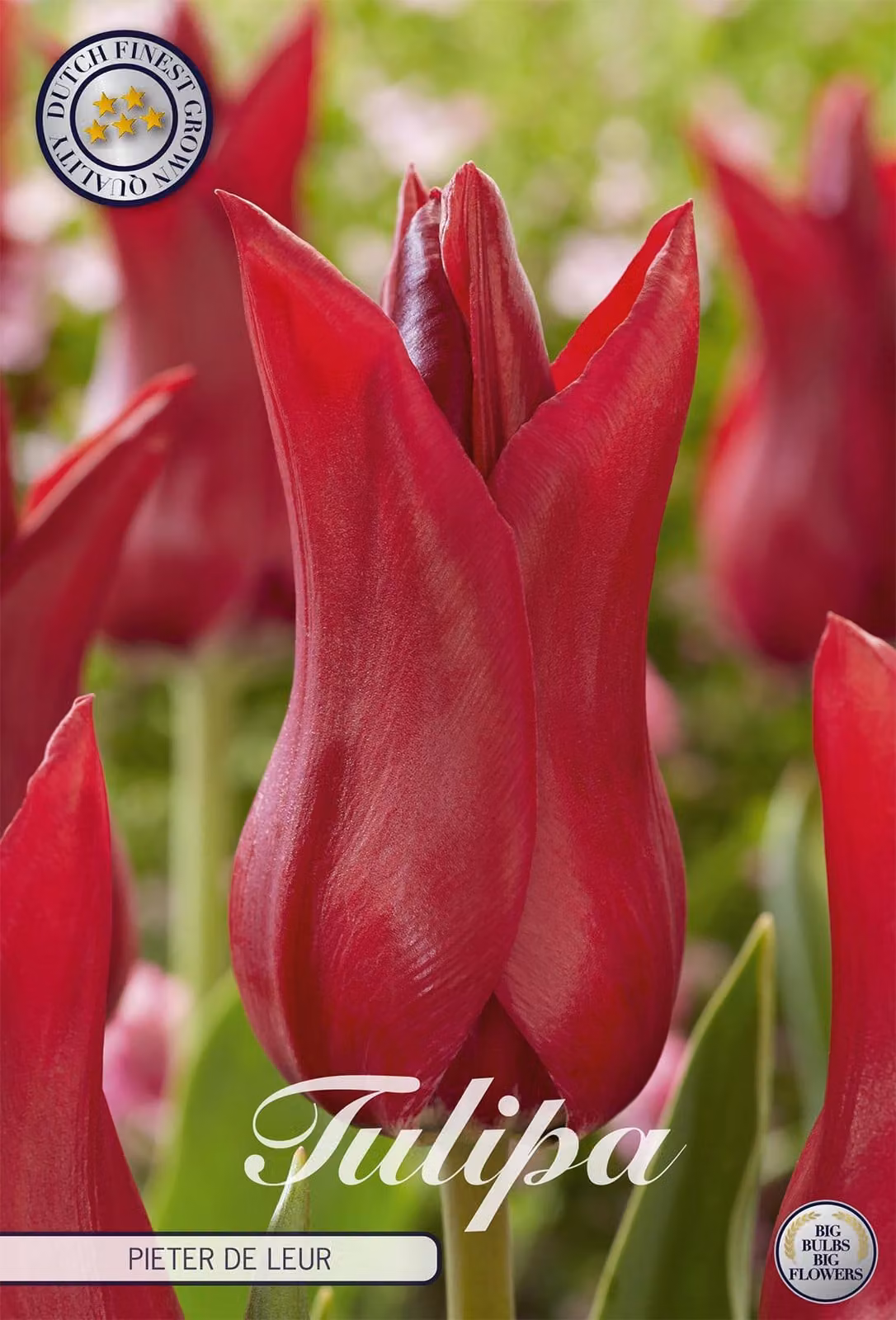 Tulipano Pieter de Leur (7 bulbi) | Bulbi di tulipano di Sam van Schooten