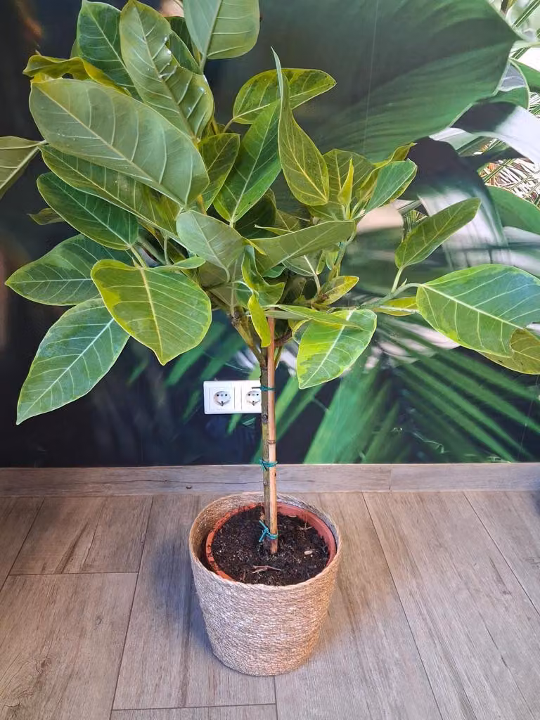 Ficus elastica variegata Altissima in vaso a cesto – Albero della gomma con fusto di 40-60 cm | Esclusiva pianta da appartamento con foglie decorative