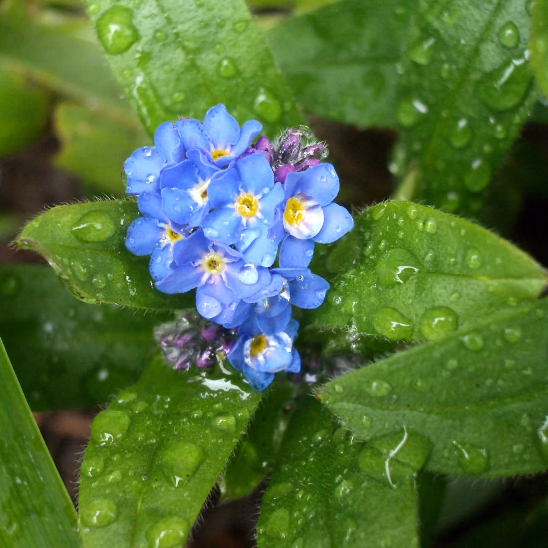 6 piante di "Myosotis palustris" (forgituagno delle paludi) | Vaso da 9x9 cm