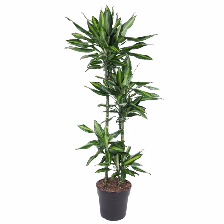 Dracaena Cintho - 150 cm - Ø27