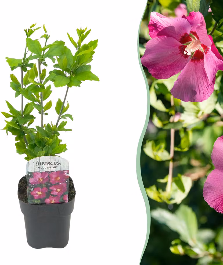 Arbusti - Hibiscus syriacus Woodbridge - Fiore rosa - 1 pianta - Deciduo - Bassa manutenzione - 35-45cm - Ø18cm - Pianta da giardino