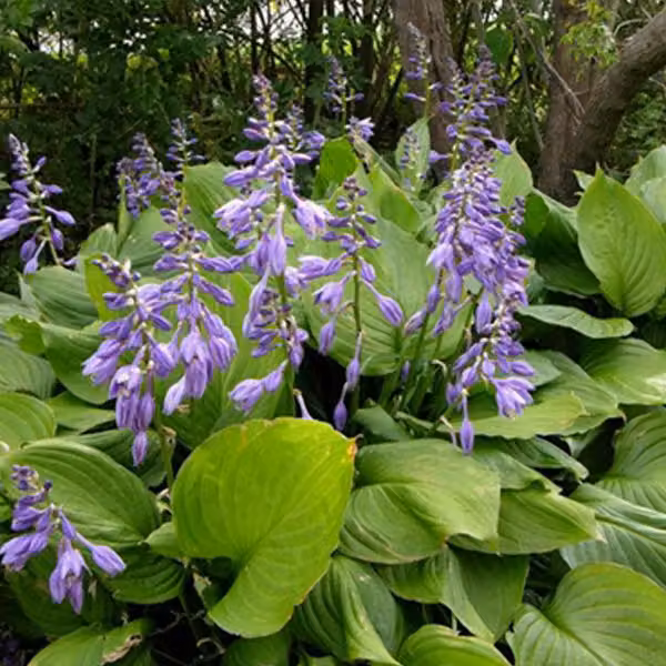 6 piante di Hosta ventricosa (Funkia) | Vaso da 9x9 cm