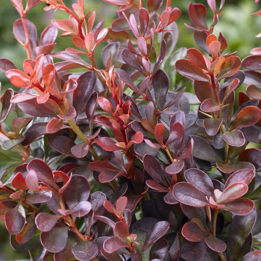 2 piante di Berberide - Berberis thunbergii 'Atropurpurea Nana' | 20-25 cm in vaso